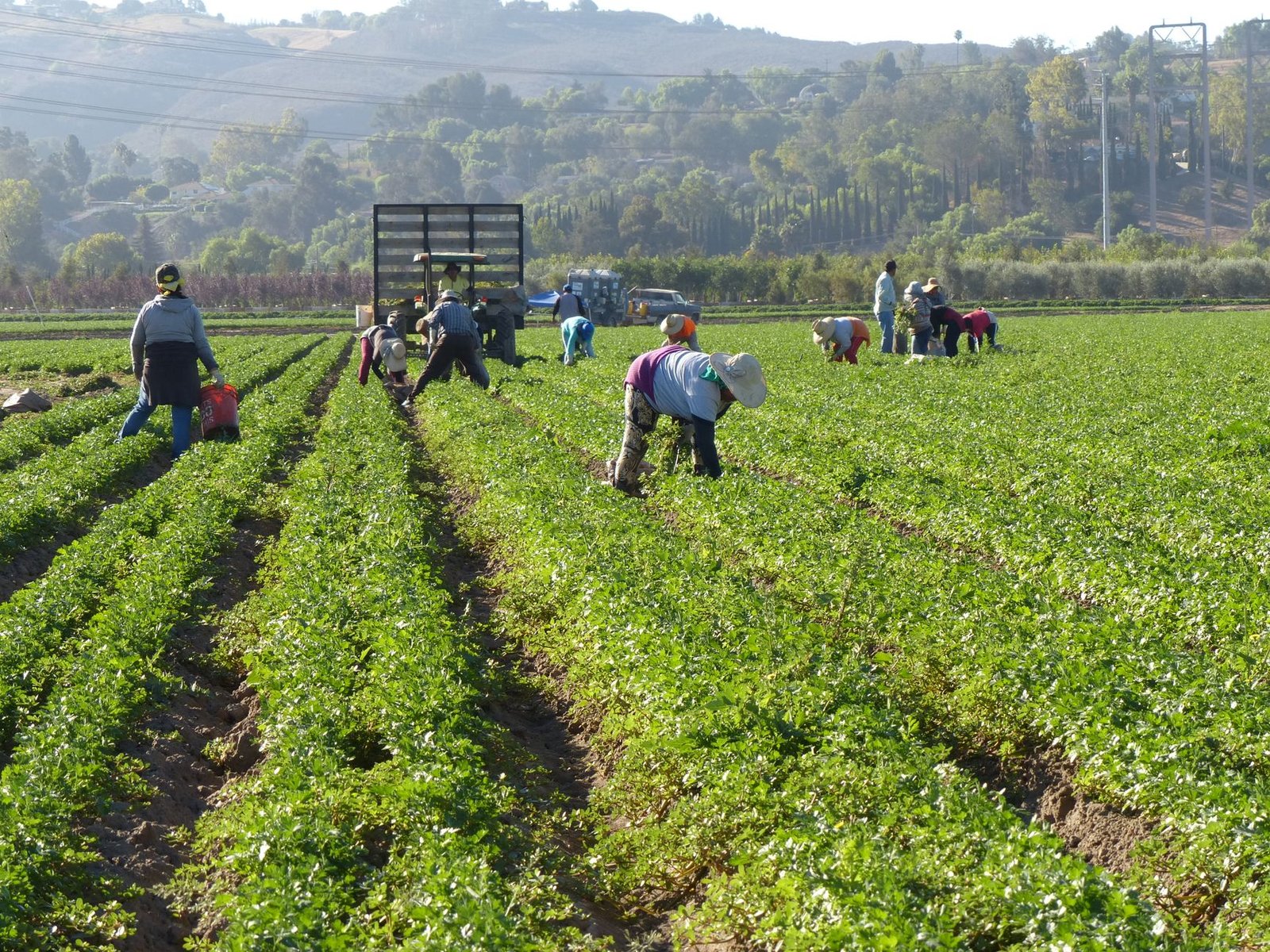 harvesting workers on a california farm